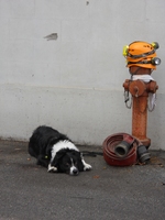 Visualizza l'immagine nelle dimensioni originali