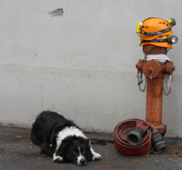 Visualizza l'immagine nelle dimensioni originali