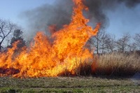 Visualizza l'immagine nelle dimensioni originali