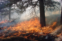 Visualizza l'immagine nelle dimensioni originali