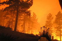 Visualizza l'immagine nelle dimensioni originali